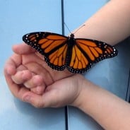 Foster Care in Canada: A Look At Child Welfare
