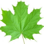 Canadian Mental Health: SWA’s Approach